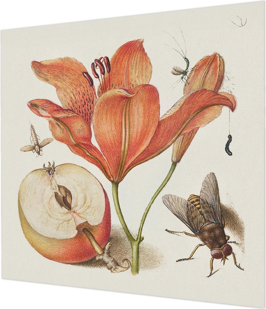 Wandtapete - Dekorative Tapete für Wohnzimmer - Tapetenfolie für Wanddekoration - 250x250 cm - Botanische Illustration