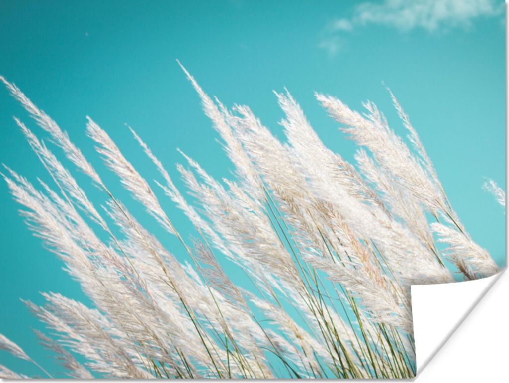 MuchoWow Poster Pampasgras - Pflanze 80x60 cm - Kunst für zu Hause