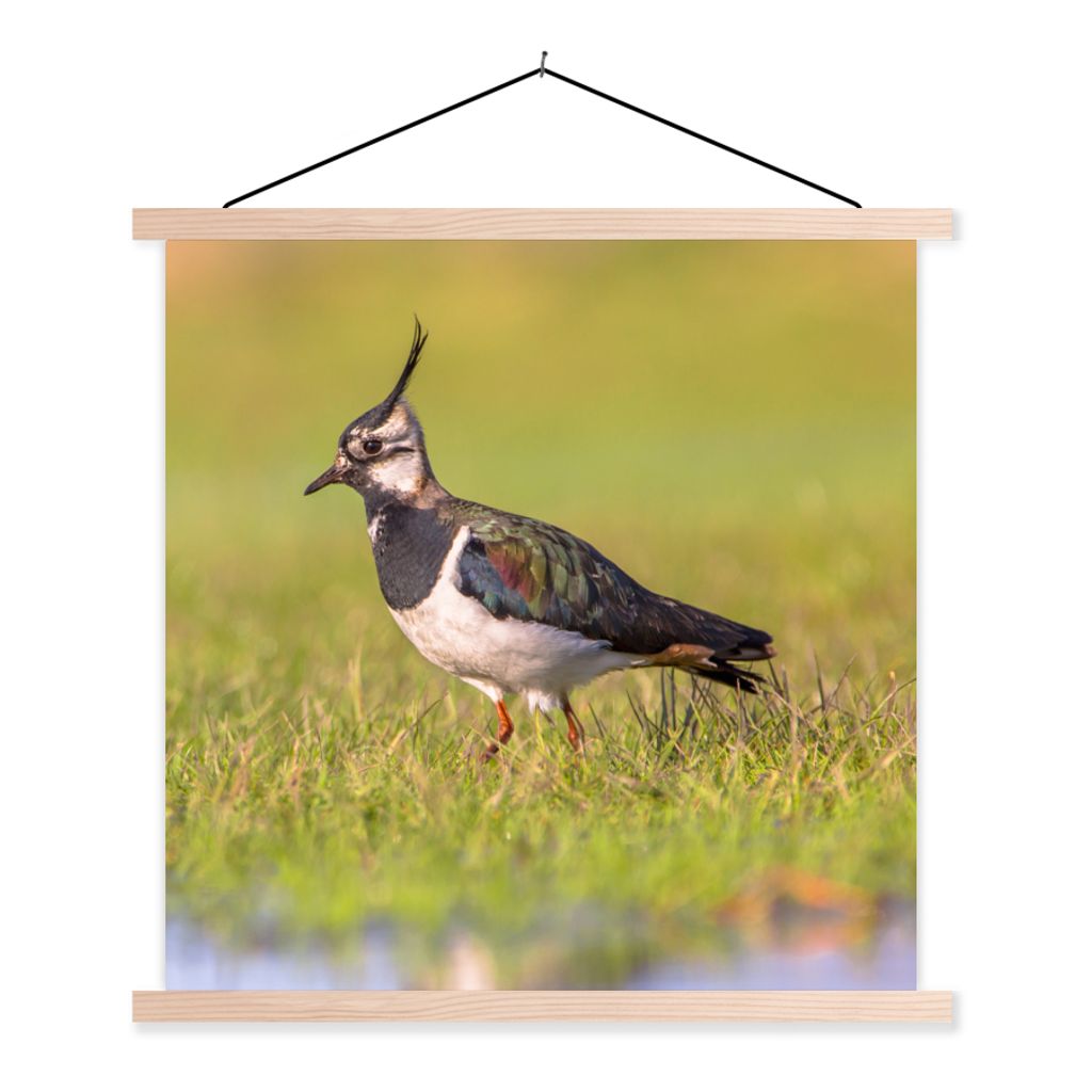 MuchoWow Textilposter Vogel - Gras - Natur - Tiere - Kiebitz 60x60 cm mit holzfarbenen Rahmen - Wanddekoration