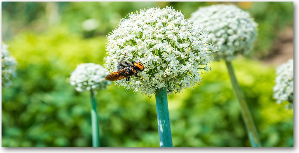 Tulup Glas-Bild - 100x50 -Wandkunst - Wandbild hinter gehärtetem Sicherheitsglas - Blumen & Pflanzen - Blühender Knoblauch - Grün