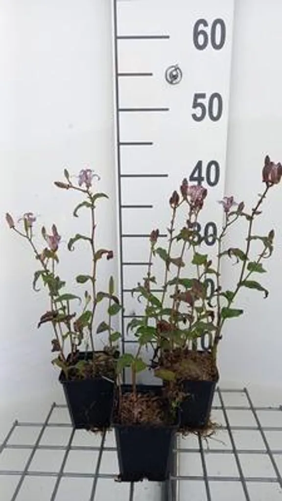 Tricyrtis formosana Lys des crapauds : 6 plantes rustiques floraison été