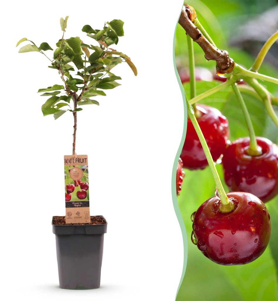 Green boutiQ - Obstbaum - Prunus avium Regina - Kirschbaum Produktbild 