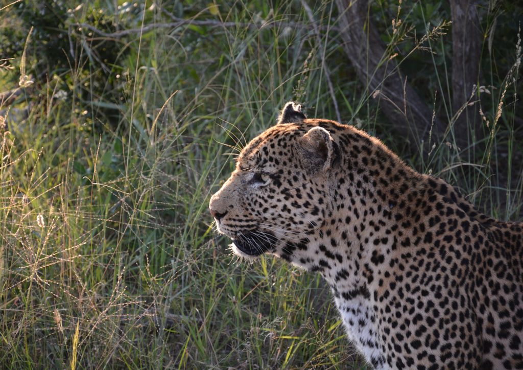 hansepuzzle 76989 - Leopard Puzzle, 260 Teile, Tierwelt, 41,0 x 28,0cm mit hochwertiger Aufbewahrung, Kartonbox und wiederverschließbarem Beutel