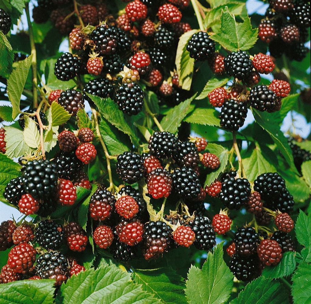 Rubus fruticosus 'Black Satin', Brombeere, dornenlos, 20–30 cm