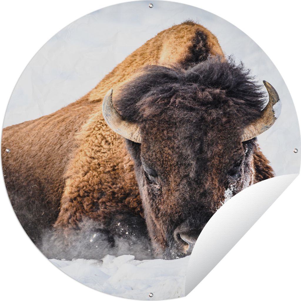 MuchoWow Gartenposter Outdoor-Poster Rund Amerikanische Bisons im Winter Ø 90 cm Gartendeko Rundes Poster draußen