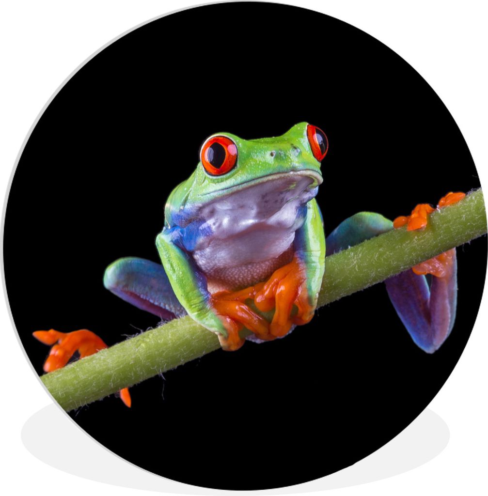 MuchoWow Rundes Wandbild - Runde Bilder Frosch - Orange - Grün Ø 60 cm Kreis Wanddekoration Kunststoff - Wandkreis - Wandschmuck - Wand Kreis -...