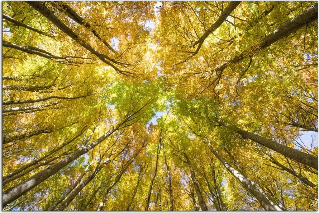 Wallario Outdoor-Poster für Garten oder Balkon, Motiv Goldener Herbst - Bunte Blätter von unten betrachtet, in ca. 61 x 91,50 cm