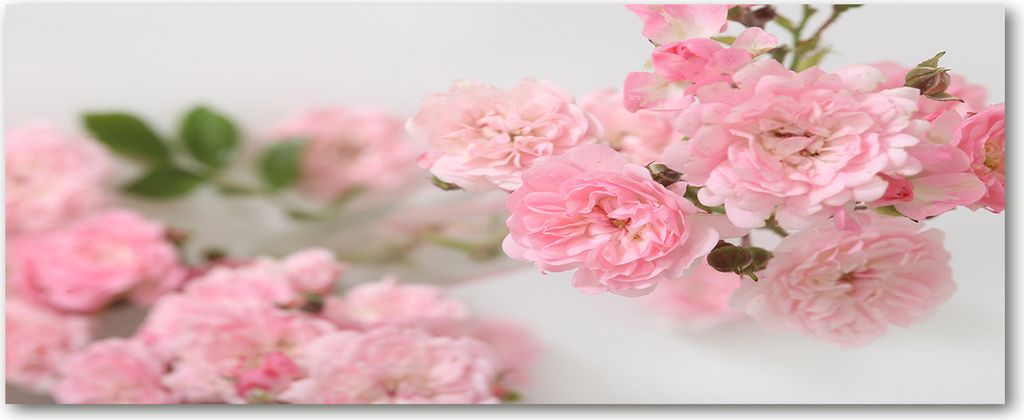Tulup Leinwandbild - 125x50 cm - Wandkunst - Drucke auf Leinwand - Leinwanddruck - Blumen & Pflanzen - Rosa - Wildrosen