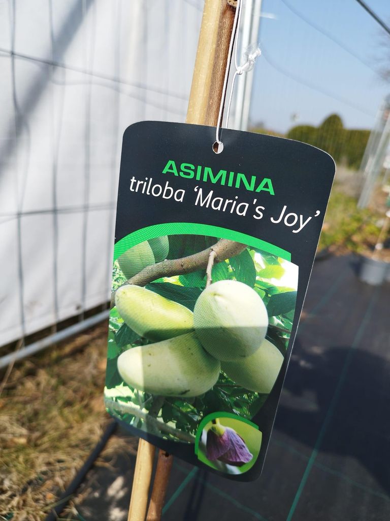 Indianerbanane Asimina triloba 'Maria's Joy' 110-150 cm veredelt Pawpaw Dreiblättrige Papau exotische Frucht