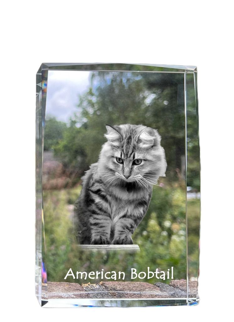 Amerikanisch Bobtail - Kristall mit einem Katzenbild, Bild im Glas, moderne Ausstellung des Art-Dog-Fotos.