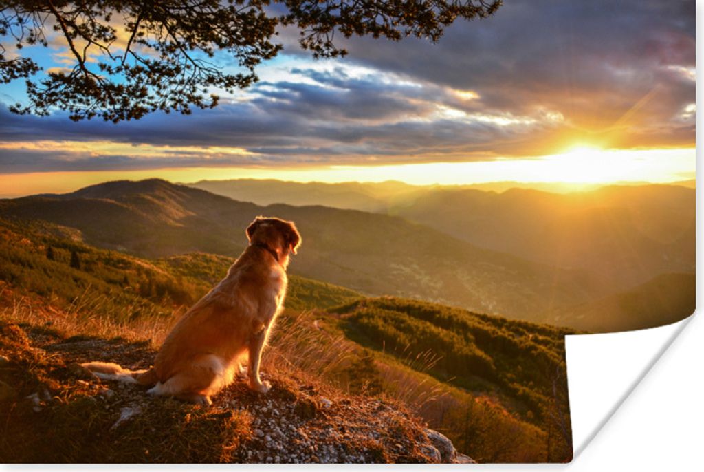 MuchoWow Poster Ein Golden Retriever beobachtet den Sonnenuntergang 180x120 cm - Fotoplakat