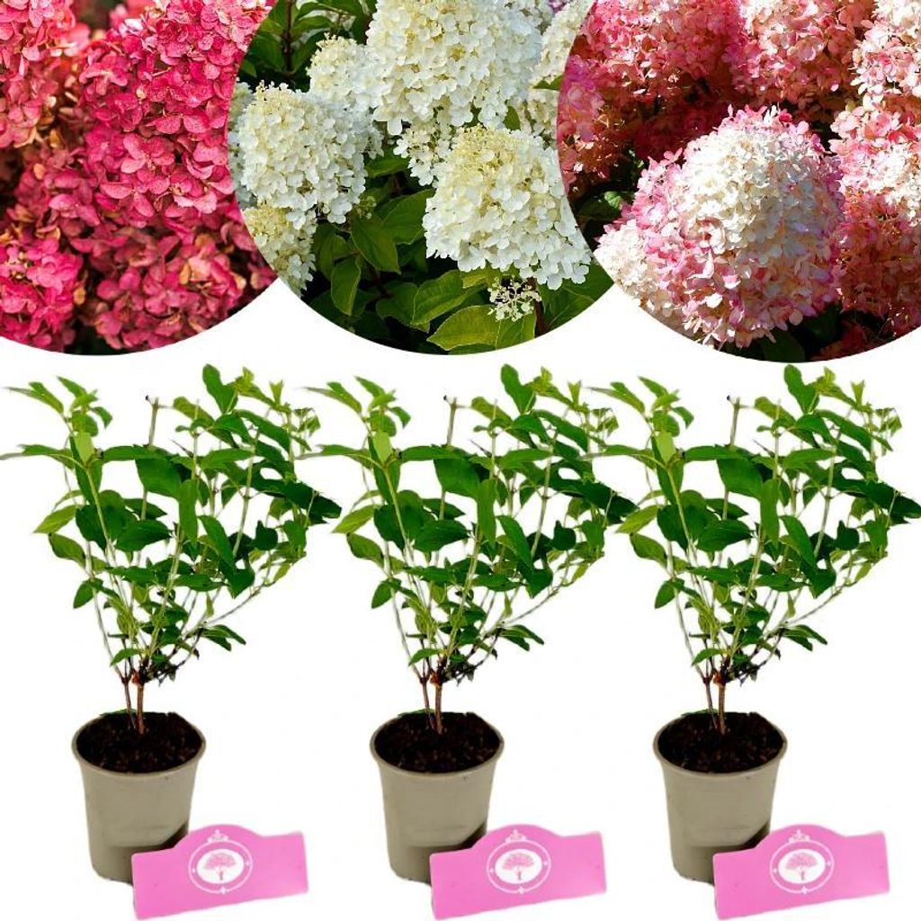 Set mit 3 Hortensien – Rispenhortensien 'Bonfire', 'Hercules', 'Sunday Fraise' – Höhe 25 cm – Topfgröße 9 cm