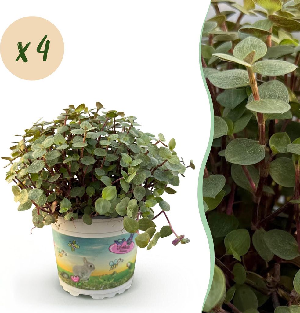 Green boutiQ - Zimmerpflanze - Calissia repens - Katzengras - Haustierfreundlich - Grün - 4 Pflanzen - Topf 12cm - Höhe 17-20cm