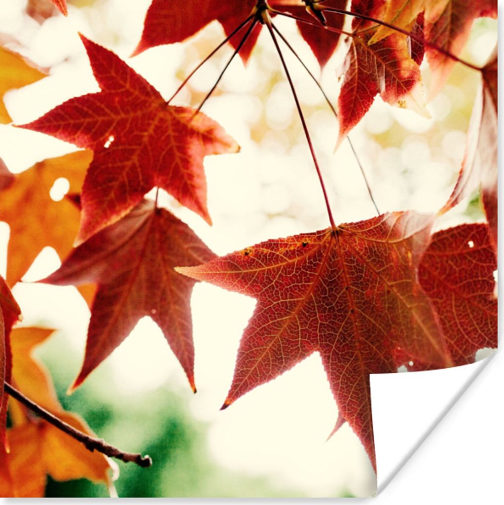 MuchoWow Poster Herbstblätter - November - Natur - Bäume 75x75 cm - Wand Dekoration