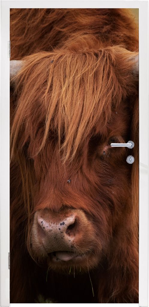 MuchoWow Türtapete Selbstklebende Türfolie Schottischer Highlander - Orange - Tiere 75x205 cm Türposter Türaufkleber Klebefolie Türklebefoli...