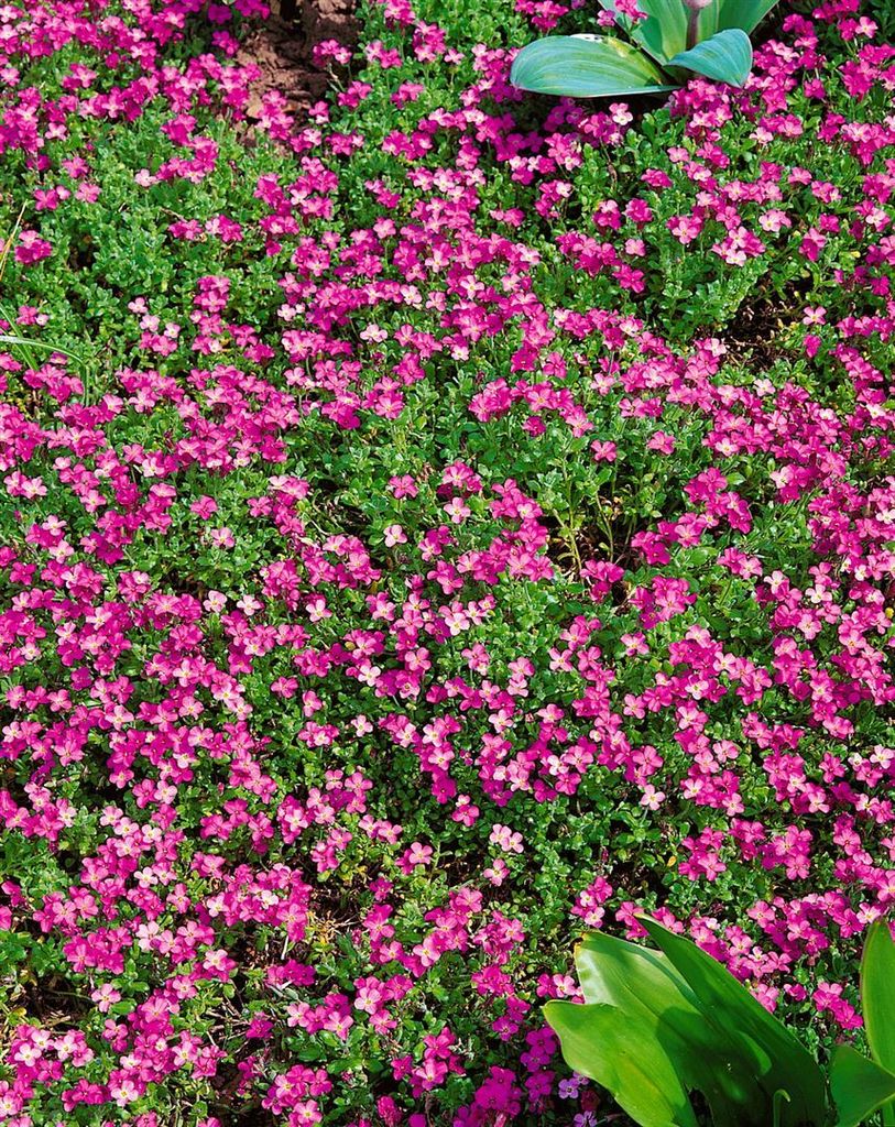 Aubrieta x cult. 'Rosenteppich', Blaukissen, rosa, ca. 9x9 cm Topf