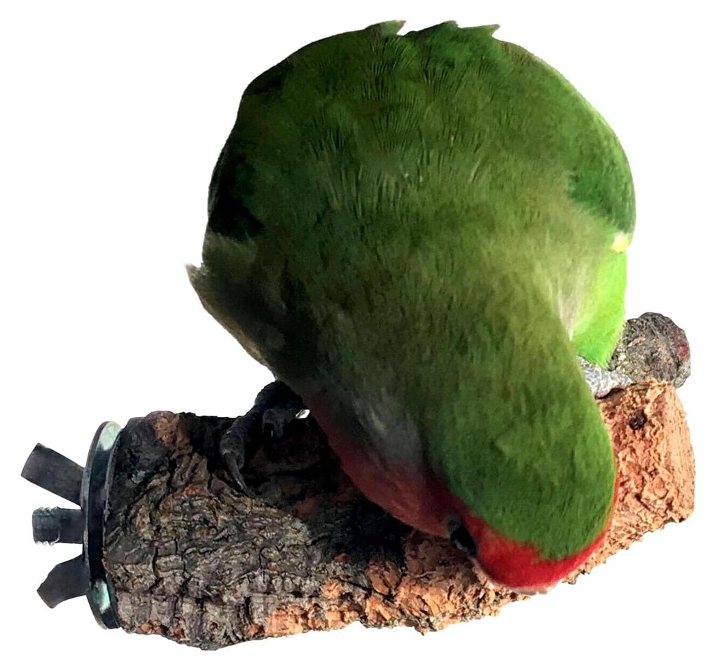Korksitzstange für Wellensittiche und Nymphensittiche 10cm | Kork Sitzstange mit natürlicher Korkrinde zum Sitzen und Knabbern | Vogelsitzstange ...