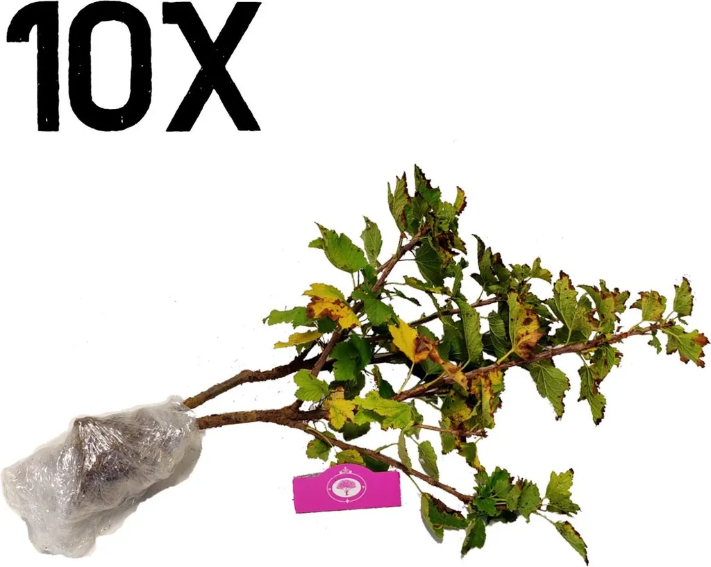 Créer une haie fruitière de groseilles : 10 plants Rovada prêts à planter