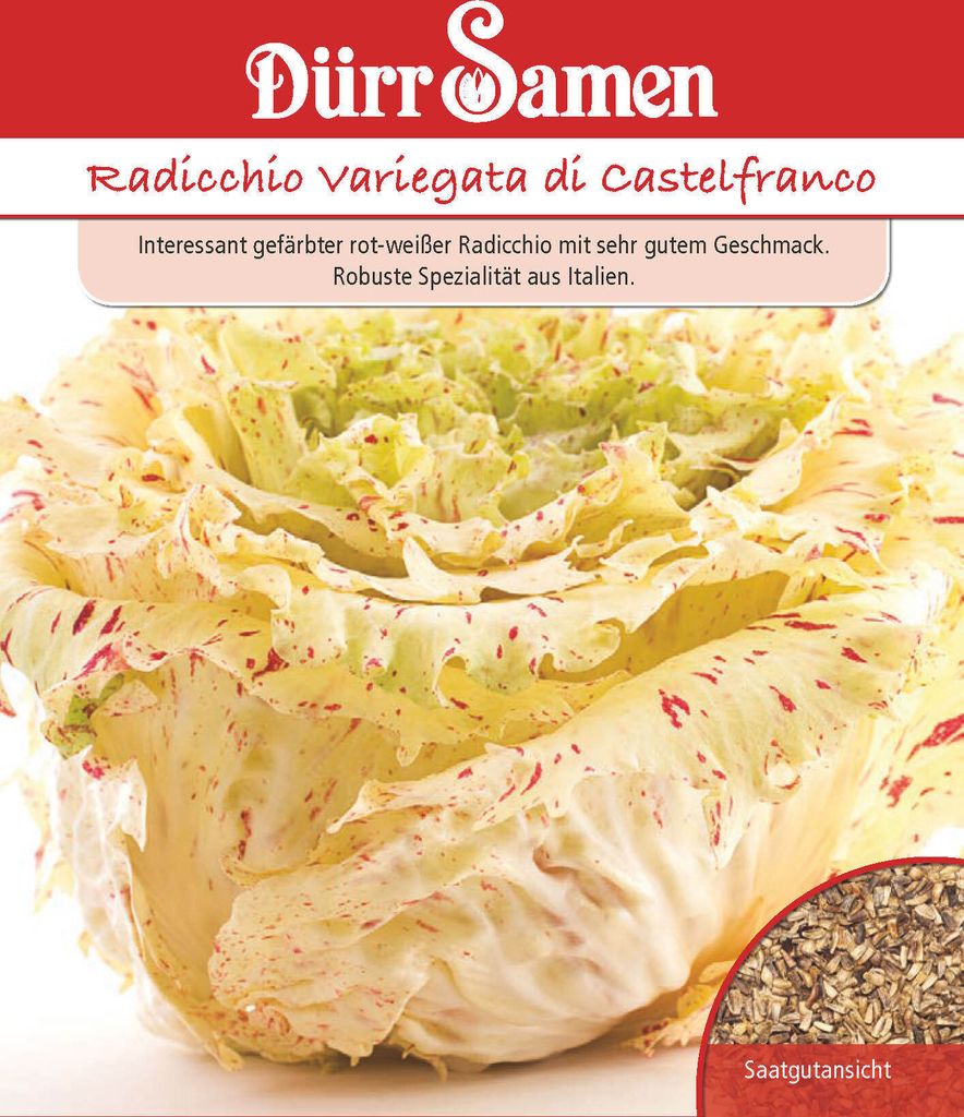 Radicchiosalat Variegata di Castelfranco | Radicchiosamen Produktbild 