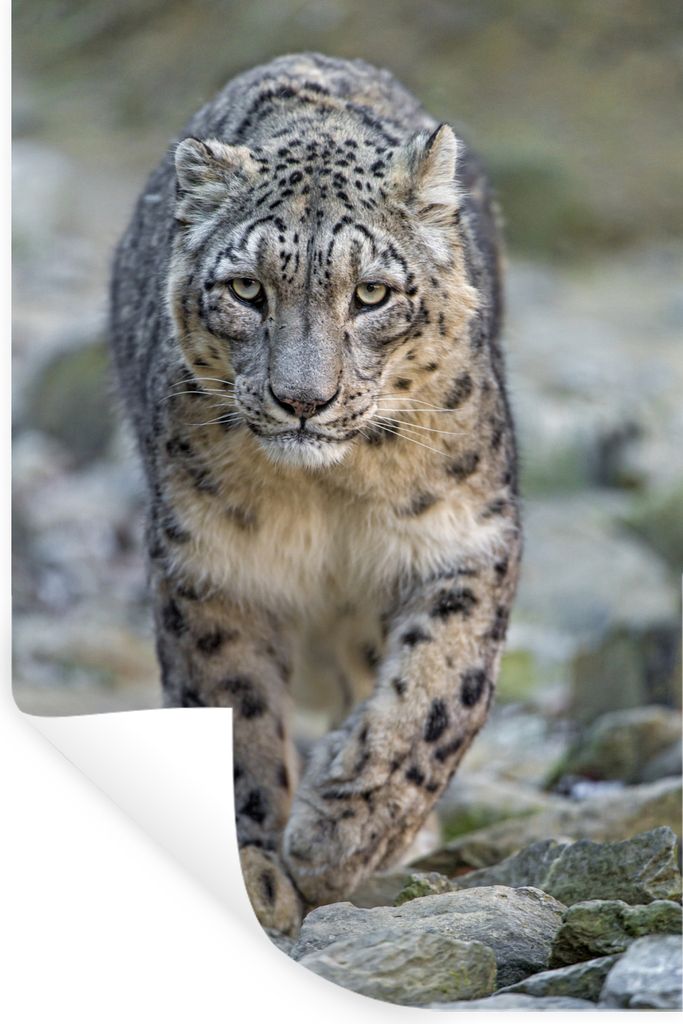 MuchoWow Wandtattoo Wandsticker Wandaufkleber Leopard - Steine - Laufen 80x120 cm Selbstklebend und Repositionierbar - Repositionierbar - Wasser ...