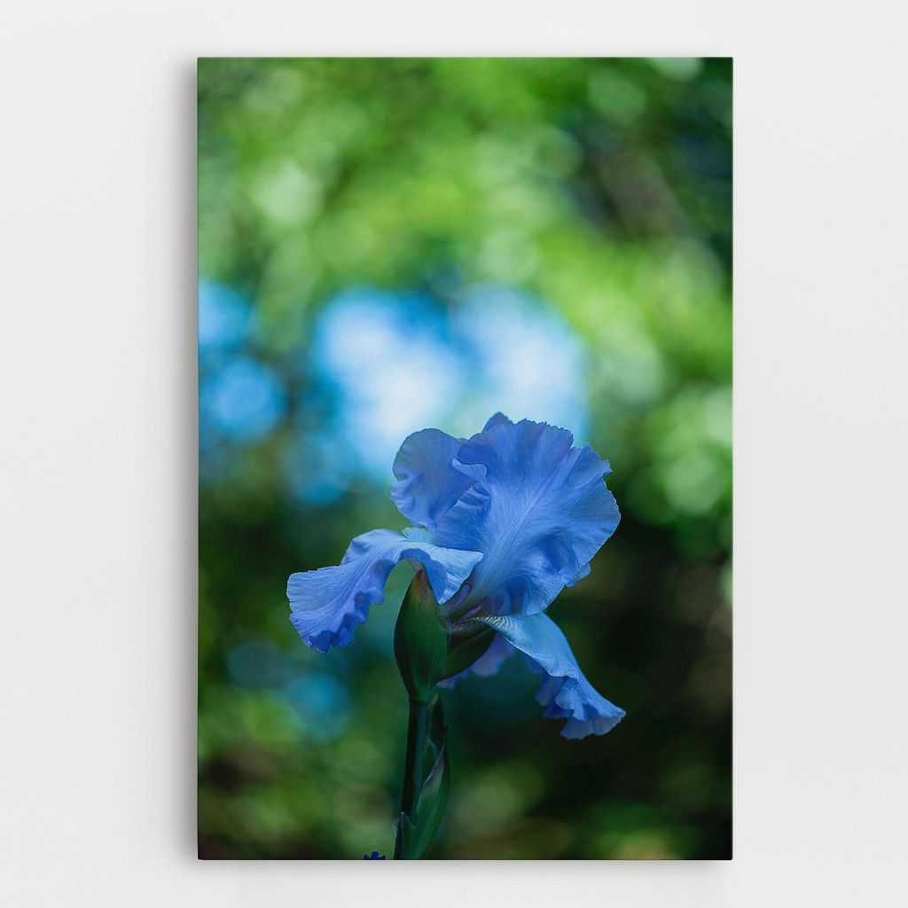 ARTHUB Leinwandbild 30x40 cm, Blue Iris In The Garden | Wohnzimmerdekoration, Hängende Bilder, Wanddekoration, Heimdekoration, Blumen, Iris