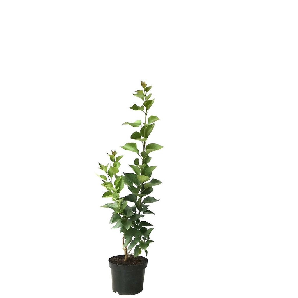 Flieder - Beauty of Moscow