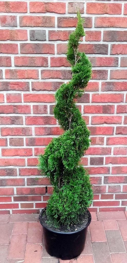 Thuja Smaragd Spirale 160–170 cm – Edelthuja Formpflanze – Produktbild 