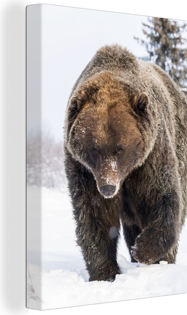 OneMillionCanvasses - Leinwandbilder - 90x140 cm, Braunbär im Schnee, Wandbilder Kunstdruck Wanddekoration - Foto auf Leinwand - Gemälde auf Ho...