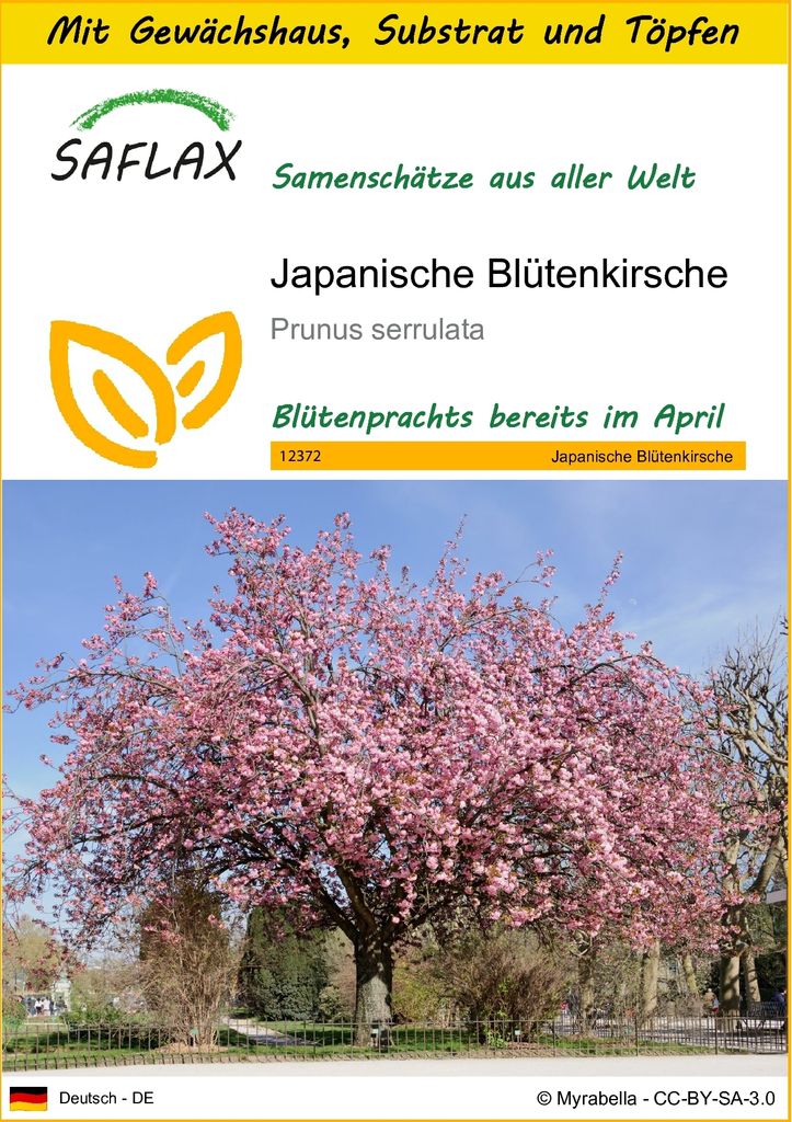 SAFLAX Anzucht Set - Japanische Blütenkirsche - Prunus Produktbild 