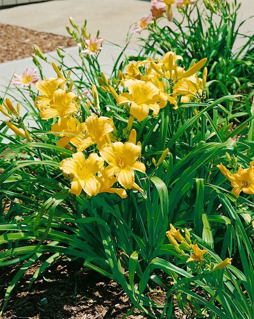 Hemerocallis x cult. 'Mary Todd', Taglilie, gelb, ca. 11x11 cm Topf