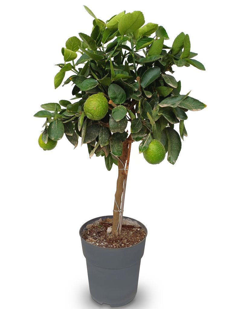 A potted lime tree with green leaves and several small green limes.