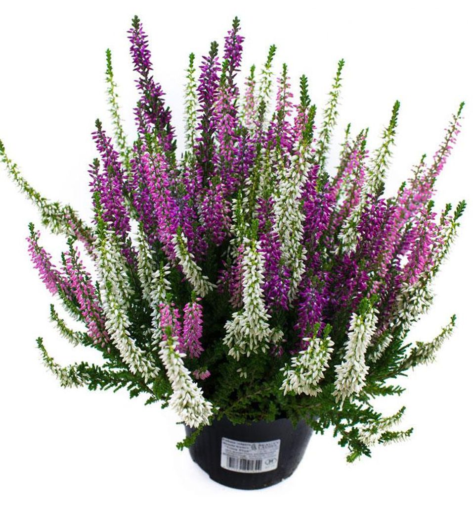 Enseleits Calluna vulgaris Trios Ameties, Besenheide, Produktbild 