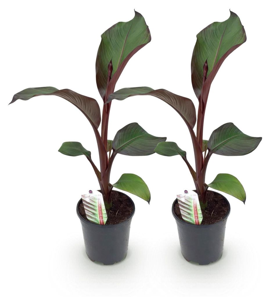 Green boutiQ - Plante fruitière - Bananiers - Ensete Image du produit 