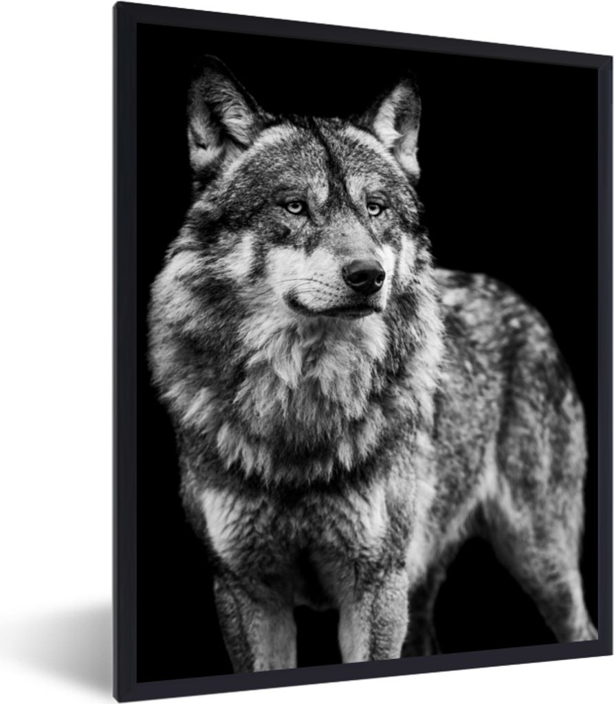 MuchoWow Gerahmtes Poster Wolf - Tiere - Wild - Schwarz - Weiß 60x80 cm - Poster mit Schwarzem Bilderrahmen Wandposter Rahmen Foto Bilder - Prem...