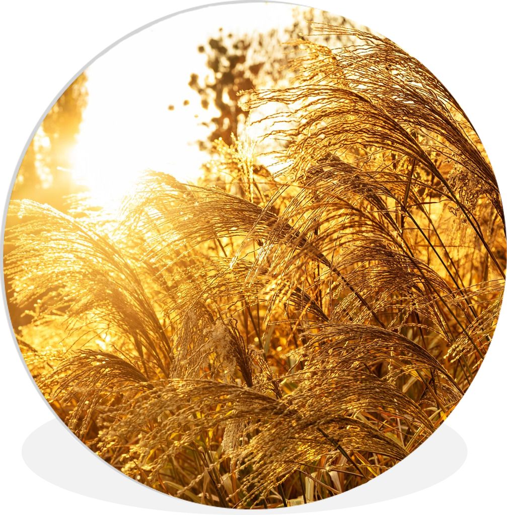 MuchoWow Rundes Wandbild - Runde Bilder Pampasgras - Sonne - Gras Ø 30 cm Kreis Wanddekoration Kunststoff - Wandkreis - Wandschmuck - Schlafzimm...