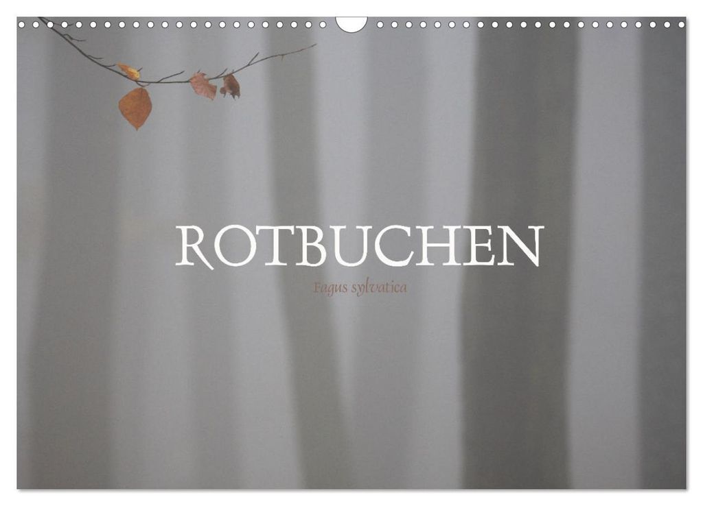 Rotbuchen (Wandkalender 2027 DIN A3 quer), CALVENDO Monatskalender