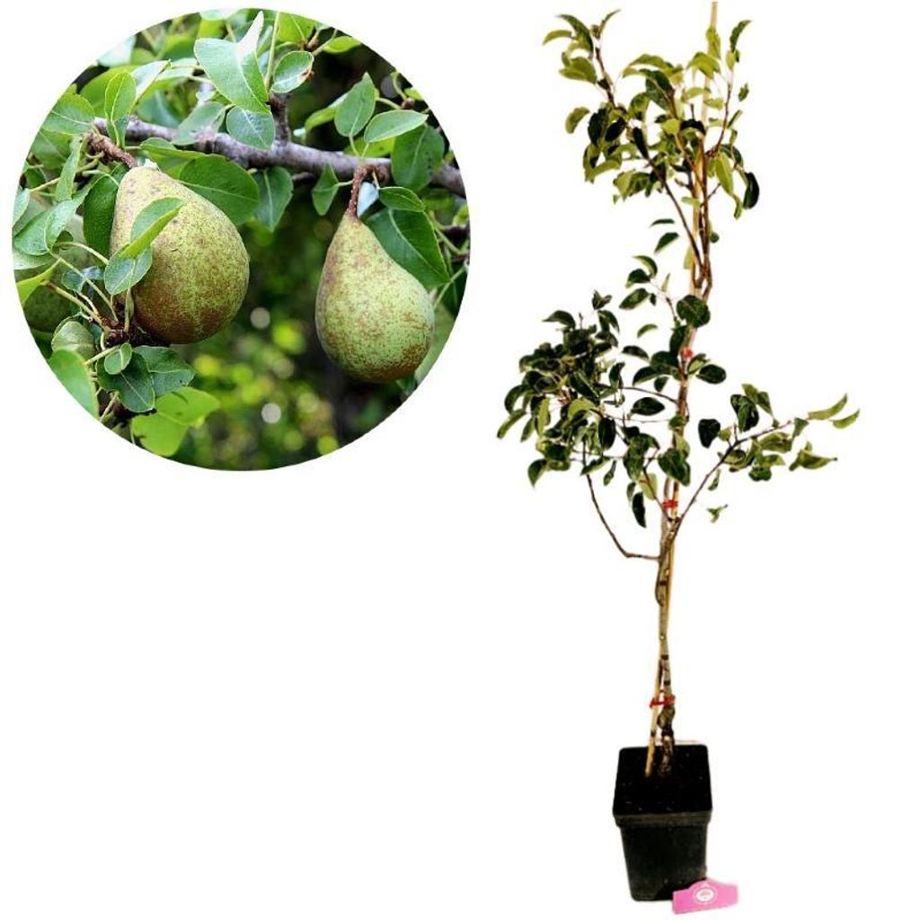 Pyrus communis 'Triomphe de Vienne', hruška, 5-litrový Obrázok produktu 