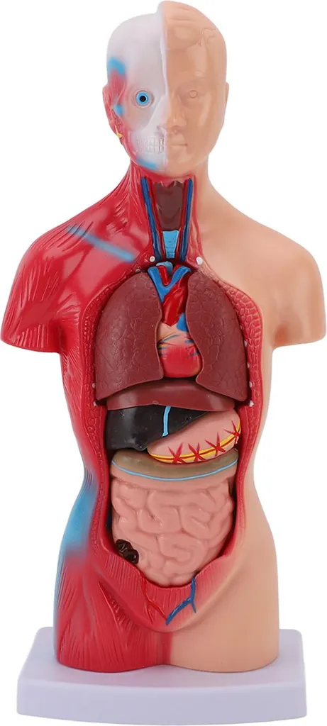 Modèle de corps humain 15 pièces pour étudiant en médecine et anatomie