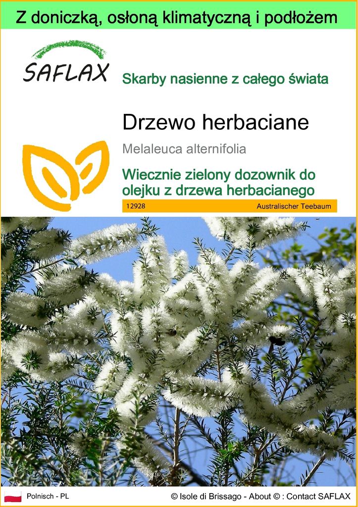 SAFLAX - Garden to go - Drzewo herbaciane - 400 Nasiona - Z Zdjęcie produktu 
