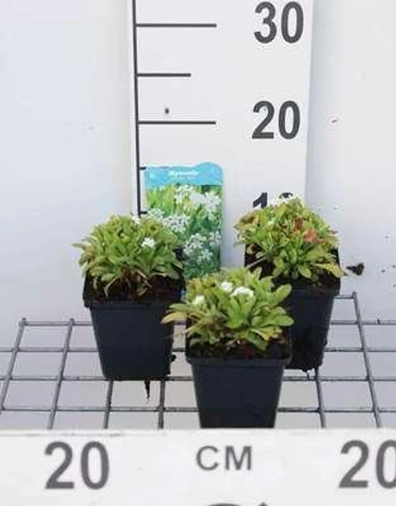 Myosotis des Marais Blanc Ice Pearl - Floraison Printanière en Lot de 6