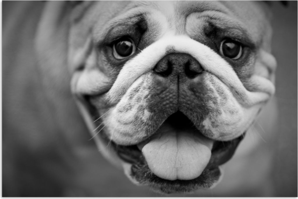 MuchoWow Poster Tierprofil Bulldogge in schwarz und weiß 120x80 cm - Bilder