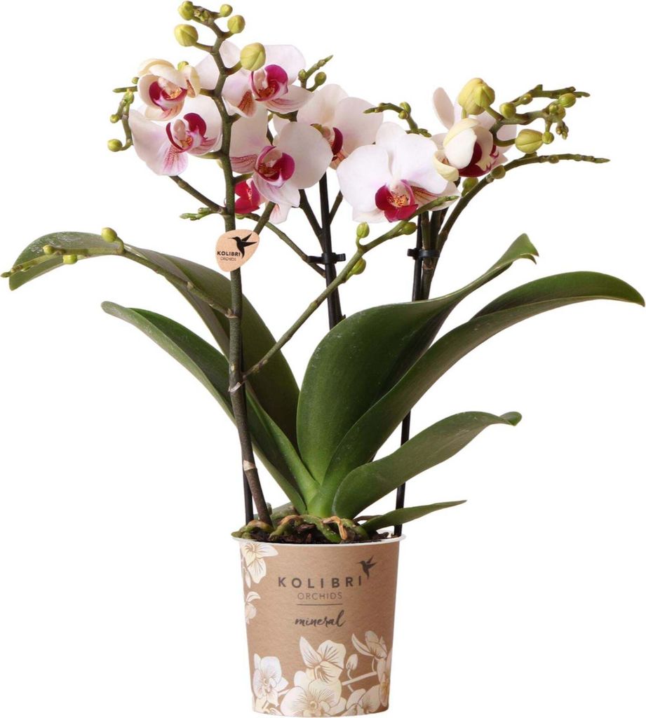 Kolibri Orchideje – bílá orchidej Phalaenopsis, minerální Obrázek produktu 