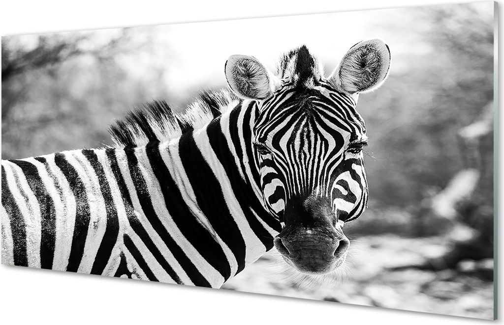 Glasbilder 100x50 Wandkunst retro Zebra