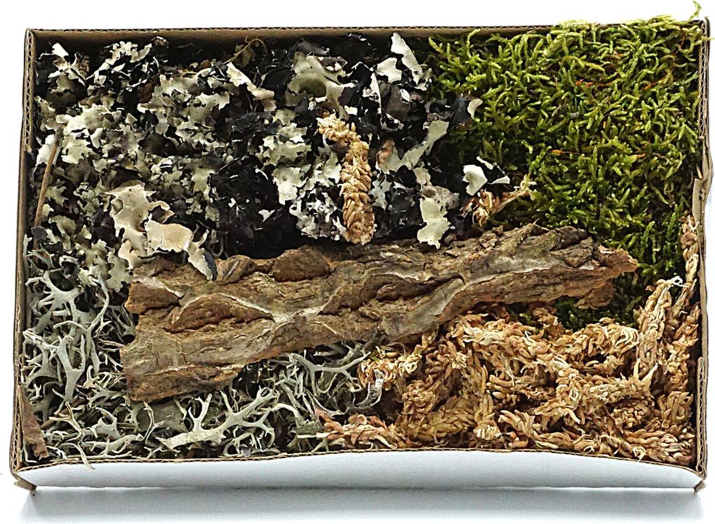 BioSet Tropical Tropisches Detaillierungsset