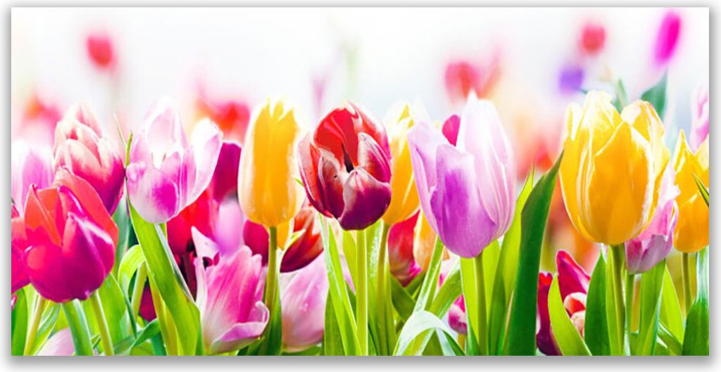 Tulup Leinwand-Bilder 120x60 Wandbild Canvas Kunstdruck Tulpen Pflanzen