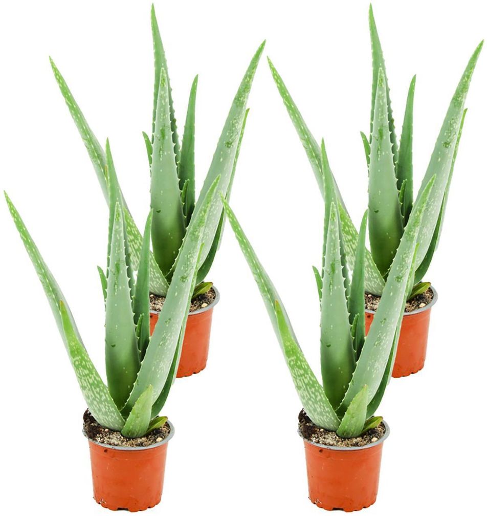 Zynesflora Echte Aloe Vera Pflanze im Ø 10,5 cm Pflanzentopf - 4 Stück - Höhe: 35 - 40 cm - Heilpflanze Sukkulente