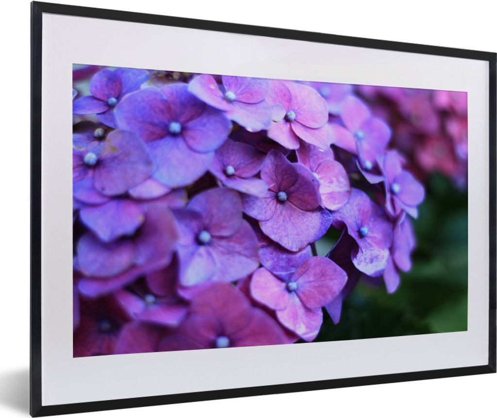 MuchoWow Gerahmtes Poster Blumen - Lila - Hortensie - Natur - Blütenblätter 60x40 cm - Poster mit Schwarzem Bilderrahmen Wandposter Rahmen Foto...