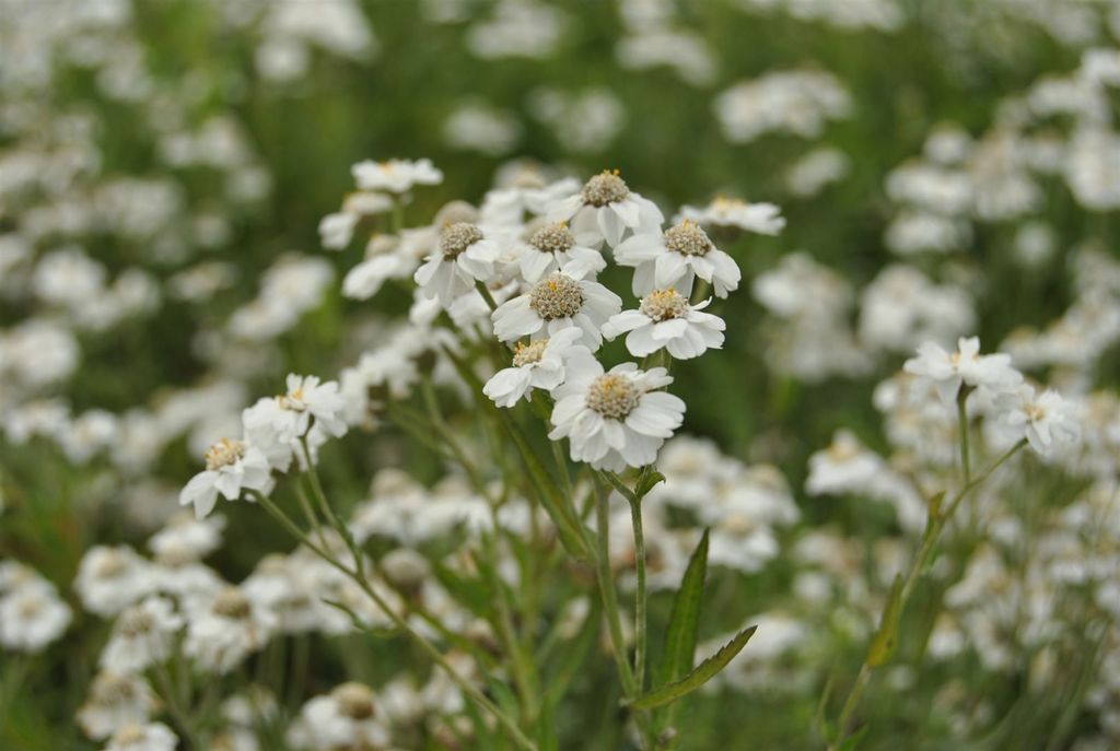 Achillea ptarmica, Sumpfschafgarbe, weiß, ca. 9x9 cm Topf