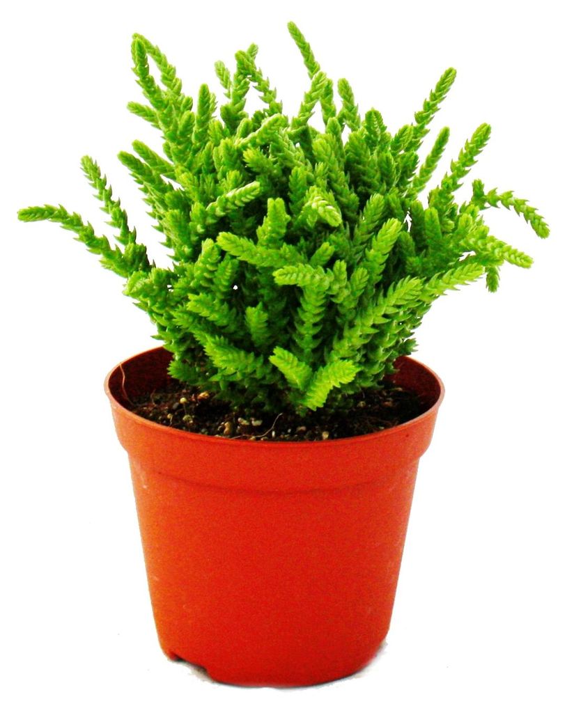 Sukulentní - Crassula lycopodioides - myší ocásek - v Obrázek produktu 