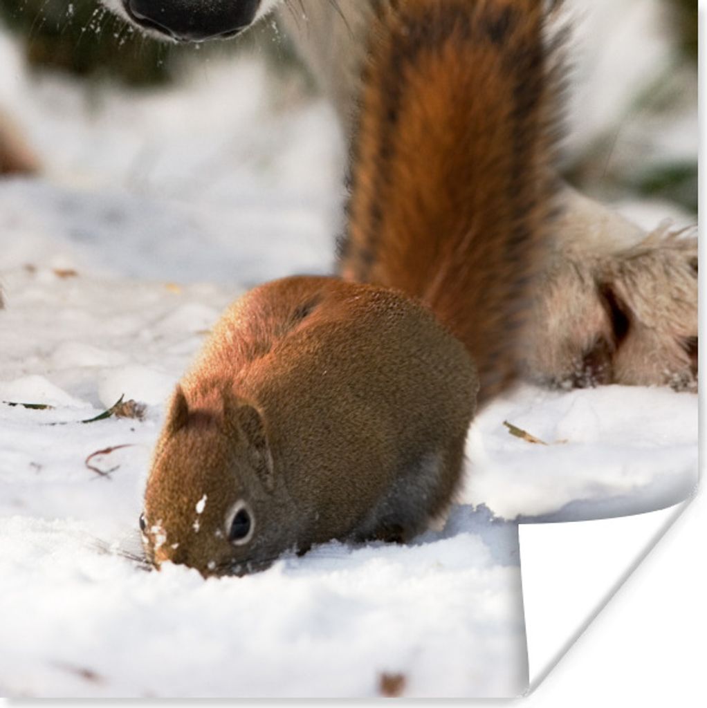MuchoWow Poster Eichhörnchen - Wolf - Schnee - Winter 30x30 cm - Wandposter - Printing